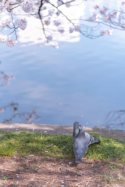 Schließen Sie herauf beispiellose liebevolle Vogel-Bild-Taube