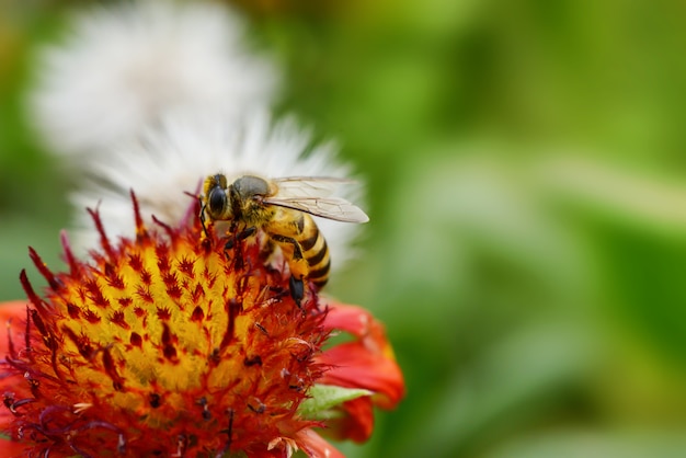 Schließen Sie herauf Biene auf indischer Deckenblume und grünem Hintergrund