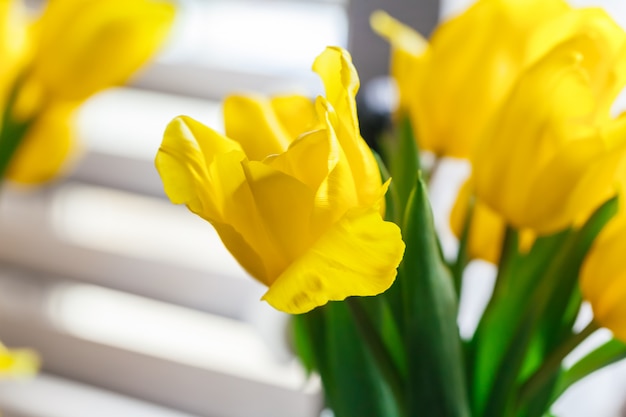 Schließen Sie herauf Bild der gelben Tulpe