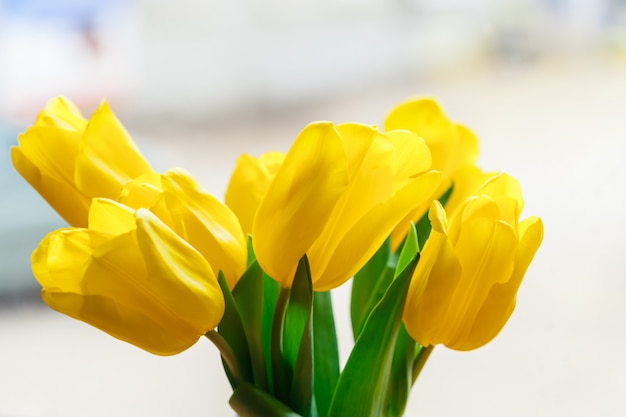 Schließen Sie herauf Bild der gelben Tulpe