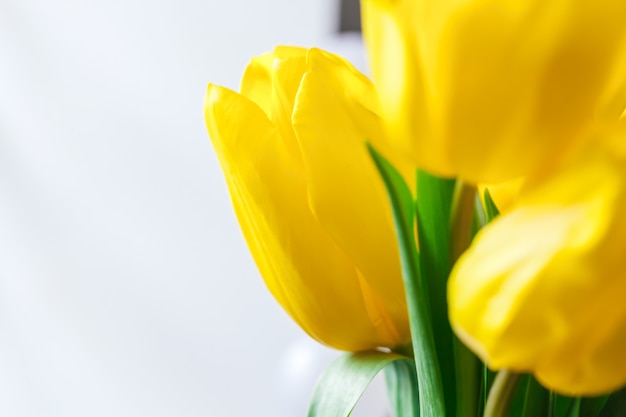 Schließen Sie herauf Bild der gelben Tulpe