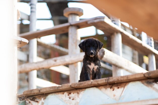 Schließen Sie herauf Bild des lustigen glücklichen gemischten Schwarzweiss-Hundes sitzen auf einem hölzernen Pier außerhalb mit braunem Hintergrund. Konzept der besten Freunde von Menschen und Haustieren. Shelter-Konzept.