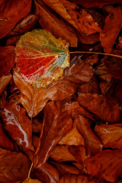 Schließen Sie herauf Bild des orange Herbstlaubs am weichen goldenen Licht Herbsthintergrund