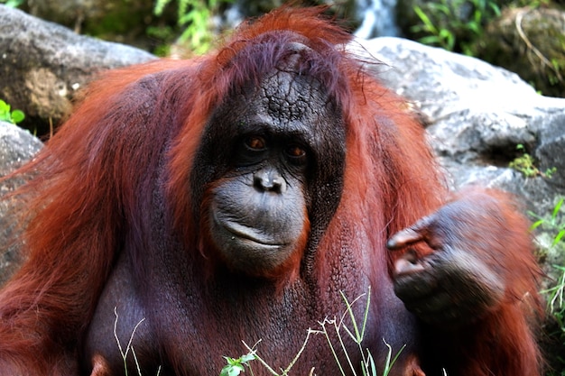 Schließen Sie herauf Bild des weiblichen Orang-Utans