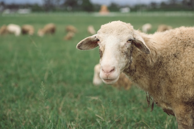 Schließen Sie herauf Bild von Schafen im grünen Grasfeld am Landbauernhof