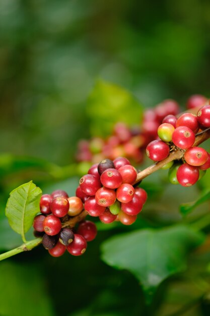 Schließen Sie herauf Bohnenkaffee auf Baum im Bauernhof