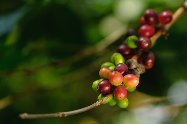 Schließen Sie herauf Bohnenkaffee auf Baum in der Natur
