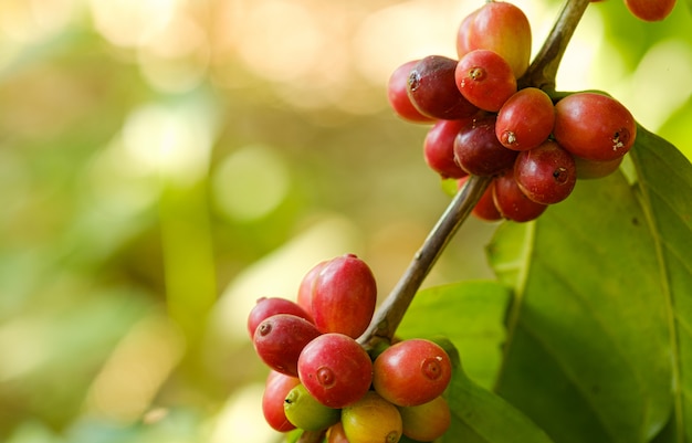 Schließen Sie herauf Bohnenkaffee in der Natur