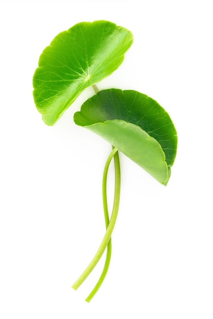 Schließen Sie herauf Centella asiatica Blätter mit dem Regentropfen, der auf Draufsicht des weißen Hintergrundes lokalisiert wird