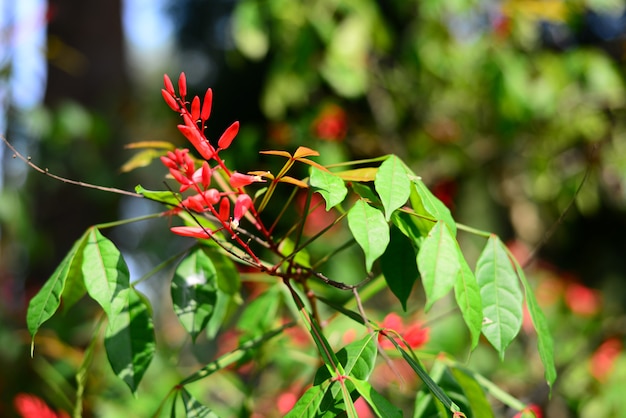 Schließen Sie herauf chinesische Kracherblume im Garten