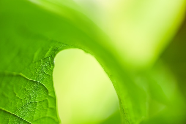 Schließen Sie herauf das Blatt, das auf Unschärfe Weichzeichnungsbaum für Blattnaturgrüntapete und -hintergrund schön ist