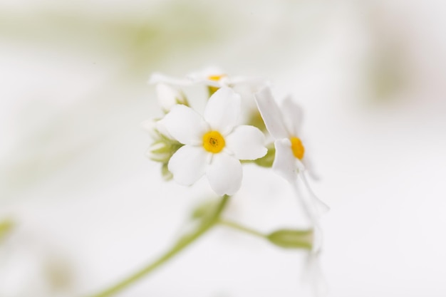 Schließen Sie herauf den festlichen Hintergrund der zarten Vergissmeinnicht-Frühlingsblumen