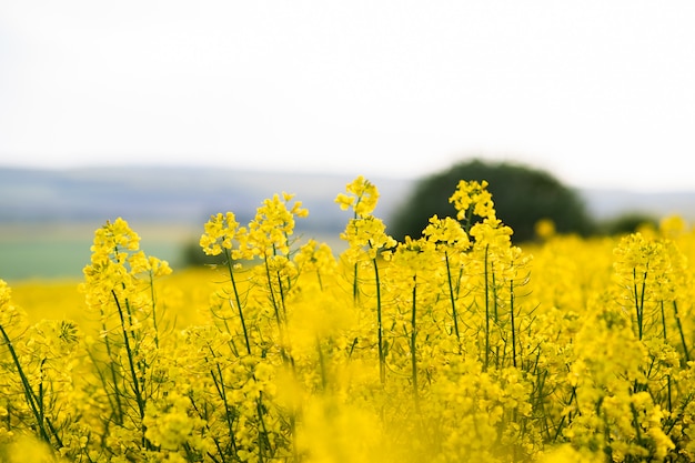 Schließen Sie herauf Detail von blühenden gelben Rapspflanzen im landwirtschaftlichen Feld