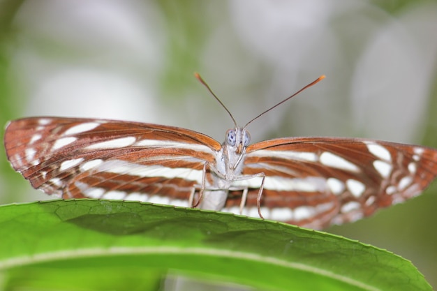 Foto schließen sie herauf detailmakrobrauen-farbschmetterling