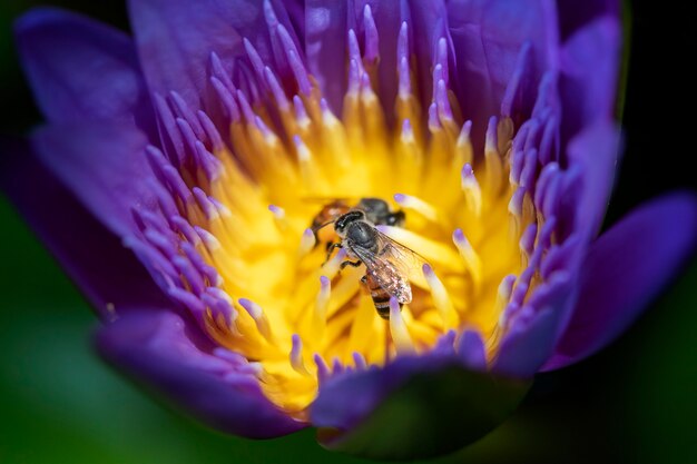 Schließen Sie herauf die Bienen, die versuchen, Nektarblütenstaub von der Seerose zu halten