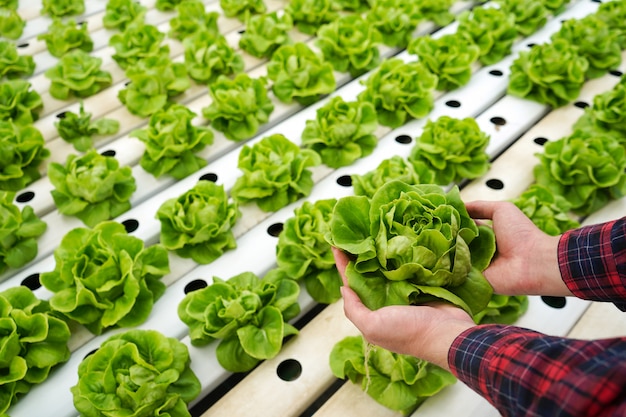 Foto schließen sie herauf die hände, die kopfsalat im hydrokulturgarten halten