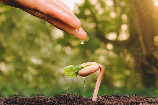 Schließen Sie herauf die weibliche Hand, die kleines Baum- und Sonnenlicht wässert