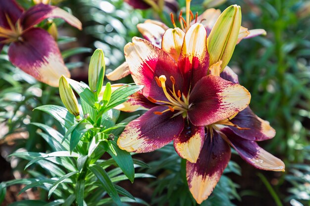 Schließen Sie herauf eine blühende Lilienblume im Garten am Frühlingstag