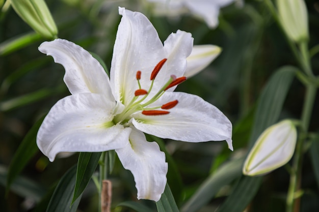 Schließen Sie herauf eine blühende Lilienblume im Garten am Frühlingstag.