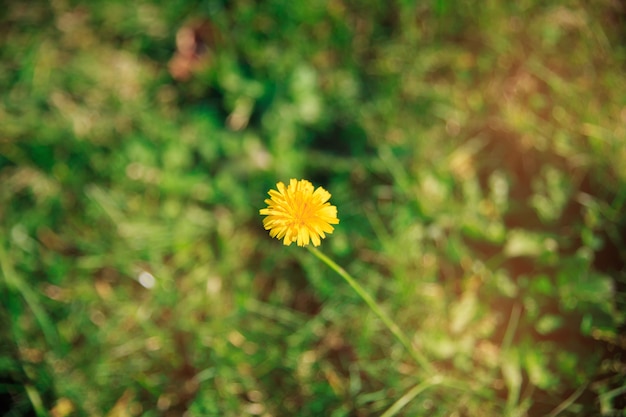 Schließen Sie herauf eine gelbe Blume im Garten schön und verwischen Sie schönen Hintergrund.