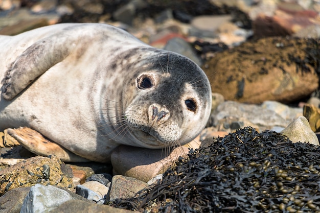 Schließen Sie herauf Foto der erwachsenen Robbe auf der Küste der Nordsee nahe Northumberland in Großbritannien