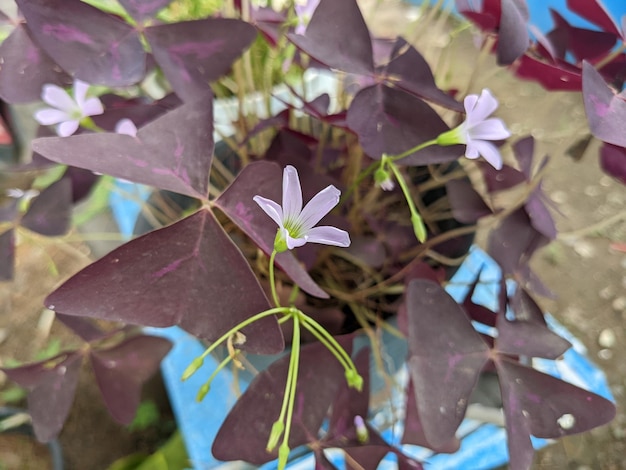 Schließen Sie herauf Foto der purpurroten Blume mit Veilchenblatt.