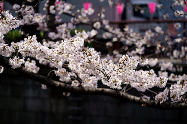 Schließen Sie herauf Foto der Sakura-Blume oder der japanischen Kirschblüte auf den Zweigen. Frühlingsblumen.