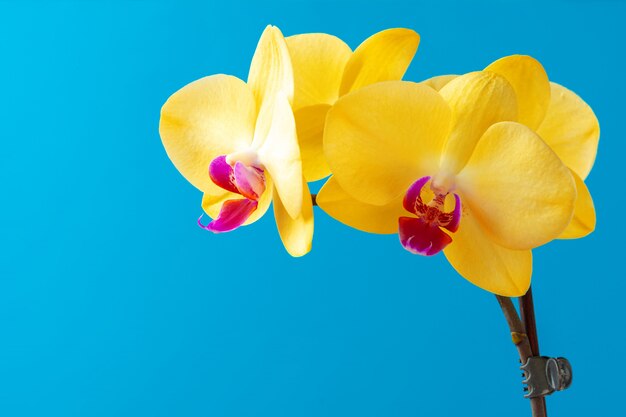 Schließen Sie herauf Foto des gelben blühenden Orchideenzweigs