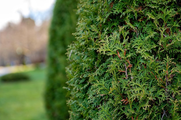 Schließen Sie herauf Foto des Thuja-Buschs im selektiven Fokuskopienraum der Sommersaison