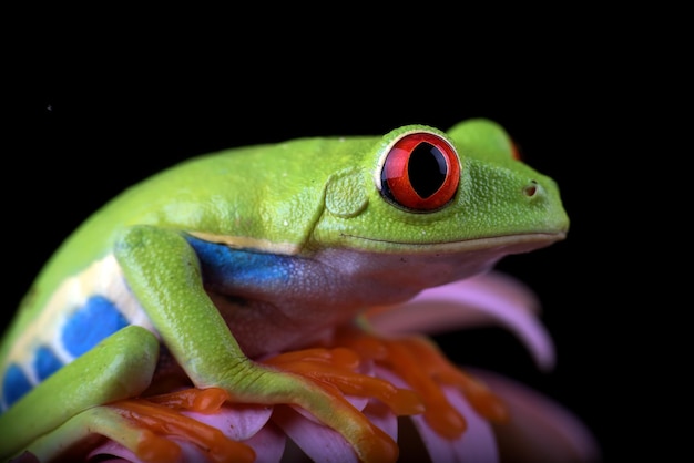 Schließen Sie herauf Foto eines redeyed Laubfrosches