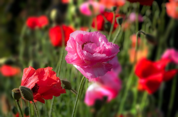 Schließen Sie herauf Foto von blühenden Mohnblumen in einer England-Landschaft, Großbritannien