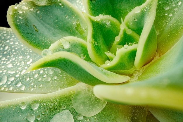 Schließen Sie herauf Foto von saftigen Blättern mit Wassertropfen