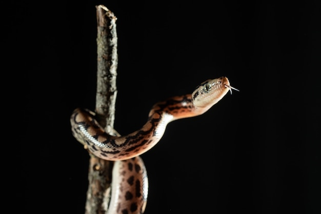 Schließen Sie herauf Fotografie einer exotischen Schlange auf einem Ast.