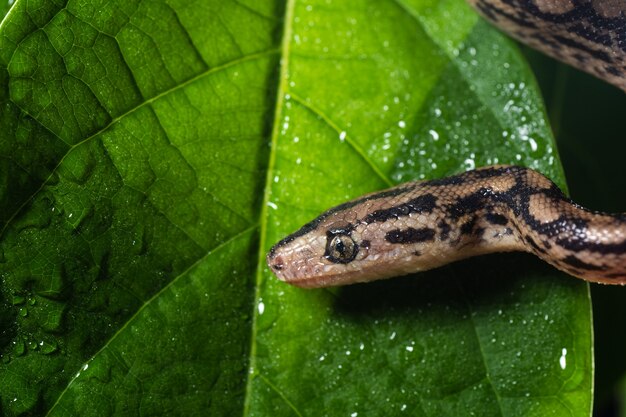 Schließen Sie herauf Fotografie einer exotischen Schlange auf einem Ast.