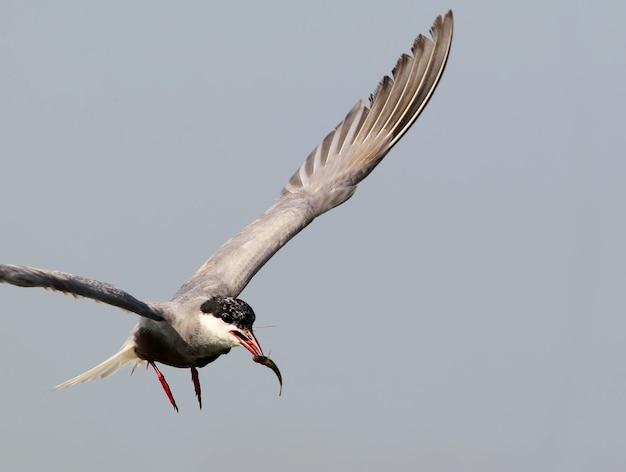 Schließen Sie herauf Fragmentfoto einer Schnurrbartseeschwalbe im Flug mit einem kleinen Fisch in einem Schnabel.