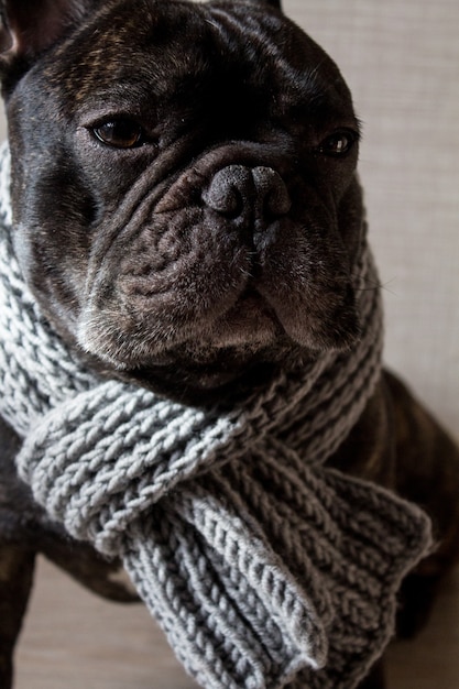Schließen Sie herauf französische Bulldogge mit einem gestrickten warmen Schal, netter gemütlicher schwarzer Hund.