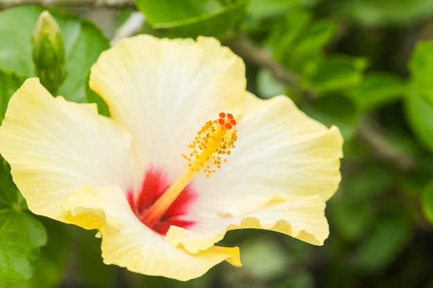 Schließen Sie herauf fröhlichen gelben Hibiskus mit Kopienraum, der tropisches Paradies symbolisiert