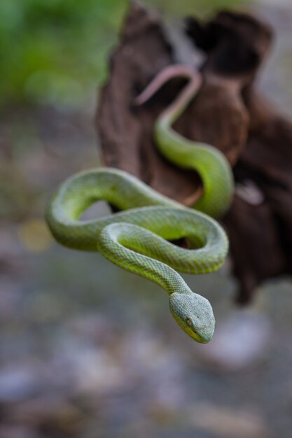 Schließen Sie herauf Gelb-Lippen grüne Pit Viper-Schlange