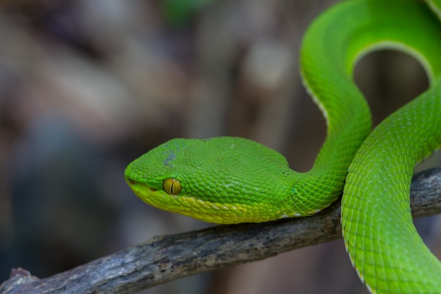 Schließen Sie herauf Gelb-Lippen grüne Pit Viper-Schlange