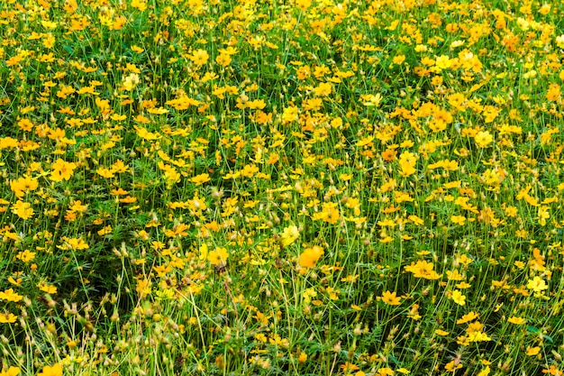 Schließen Sie herauf gelbe Kosmosblume für Hintergrund