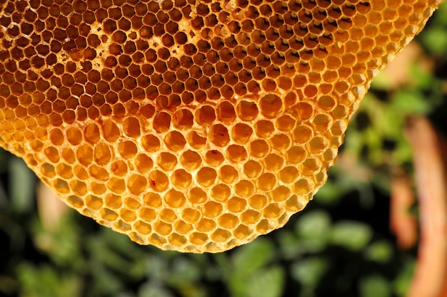 Schließen Sie herauf gelbe schöne Bienenwabe mit Honig