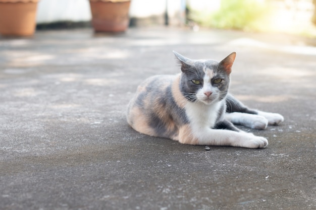 Schließen Sie herauf graue Katze der getigerten Katze, auf Boden zu bleiben.