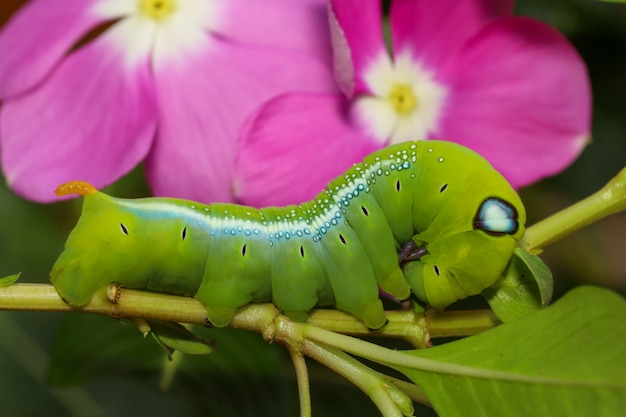 Schließen Sie herauf grünen Wurm oder Daphnis neri Wurm in der Natur und in der Umwelt haben rosa Blume