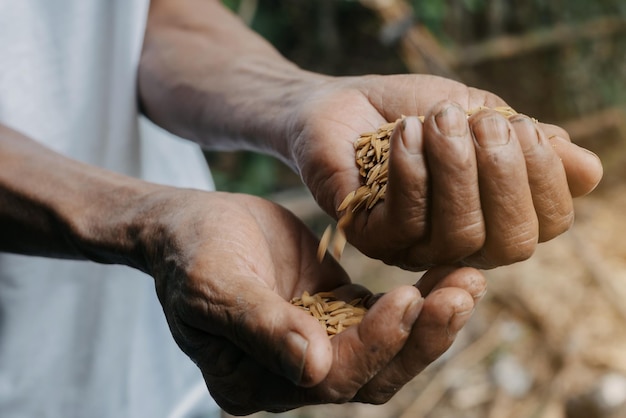 Schließen Sie herauf Hand, die auf Samen SeedingSeedlingAgriculture Reissamen hält