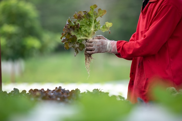 Schließen Sie herauf Handlandwirt im Wasserkulturgarten während der Morgenzeit