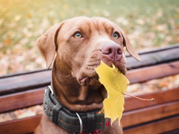 Schließen Sie herauf Hund im Herbstpark