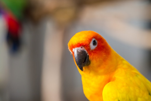 Schließen sie herauf kopf und maus des gelben und orange papageienvogels sun parakeet oder sun conure