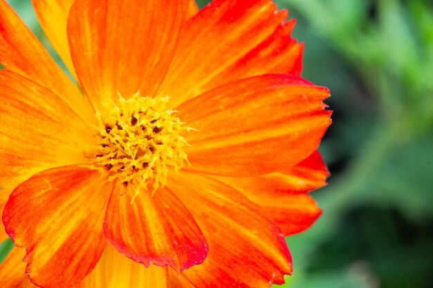 Schließen Sie herauf Kosmos-Blumen im Garten.