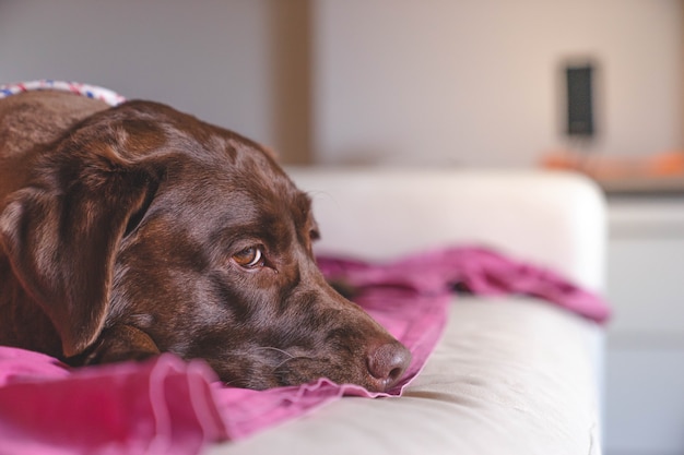 Schließen Sie herauf langweiligen Gesichtsbraun-Labrador-Hund, auf Couch liegen und Kamera, Seitenansicht des Hundes betrachten