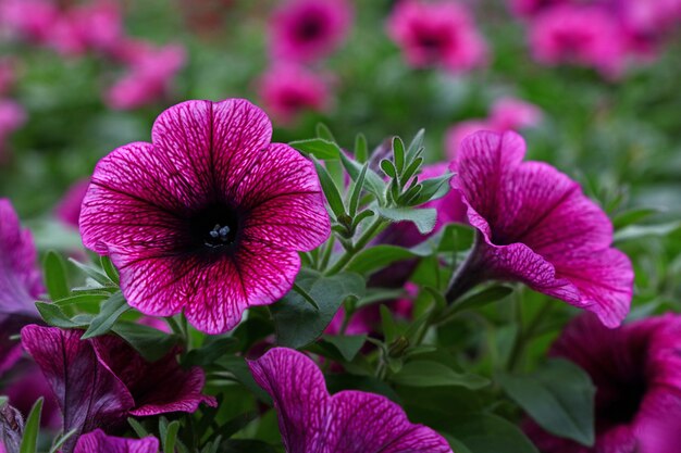 Schließen Sie herauf lila Petunienblumen im Garten, hohe Winkelansicht